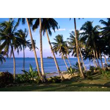 Palm Tree Line Up-Fiji Island Wall Mural