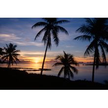 Palms At Sunset Wall Mural