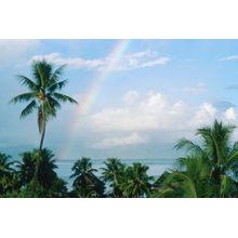 Rainbow And Palm Trees Mural Wallpaper