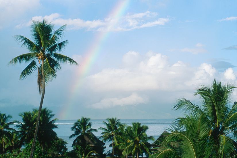 Rainbow And Palm Trees Mural Wallpaper - Murals Your Way