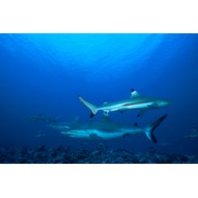 Black Tip Reef Sharks Wall Mural