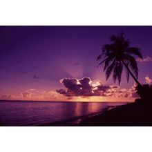 Tropical Palm Wall Mural