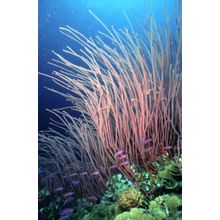 Papua New Guinea Underwater I Wall Mural
