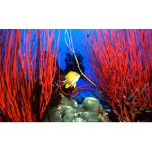 Papua New Guinea Underwater III Wall Mural