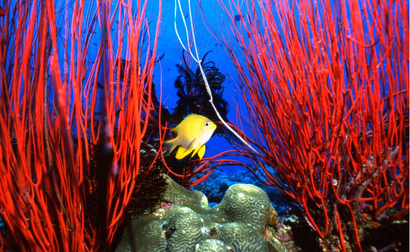 Papua-New-Guinea-Underwater-III-Wall-Mural