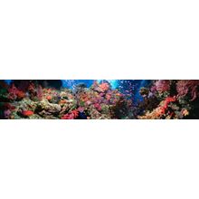 Fiji Underwater - Panoramic Wall Mural