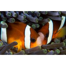 Clown Fish Cuddle Wall Mural