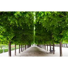 Palais Royal Trees Wall Mural