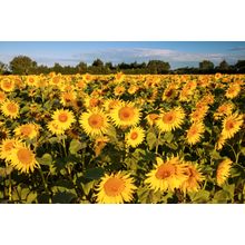 Sunflowers At Dawn Wall Mural