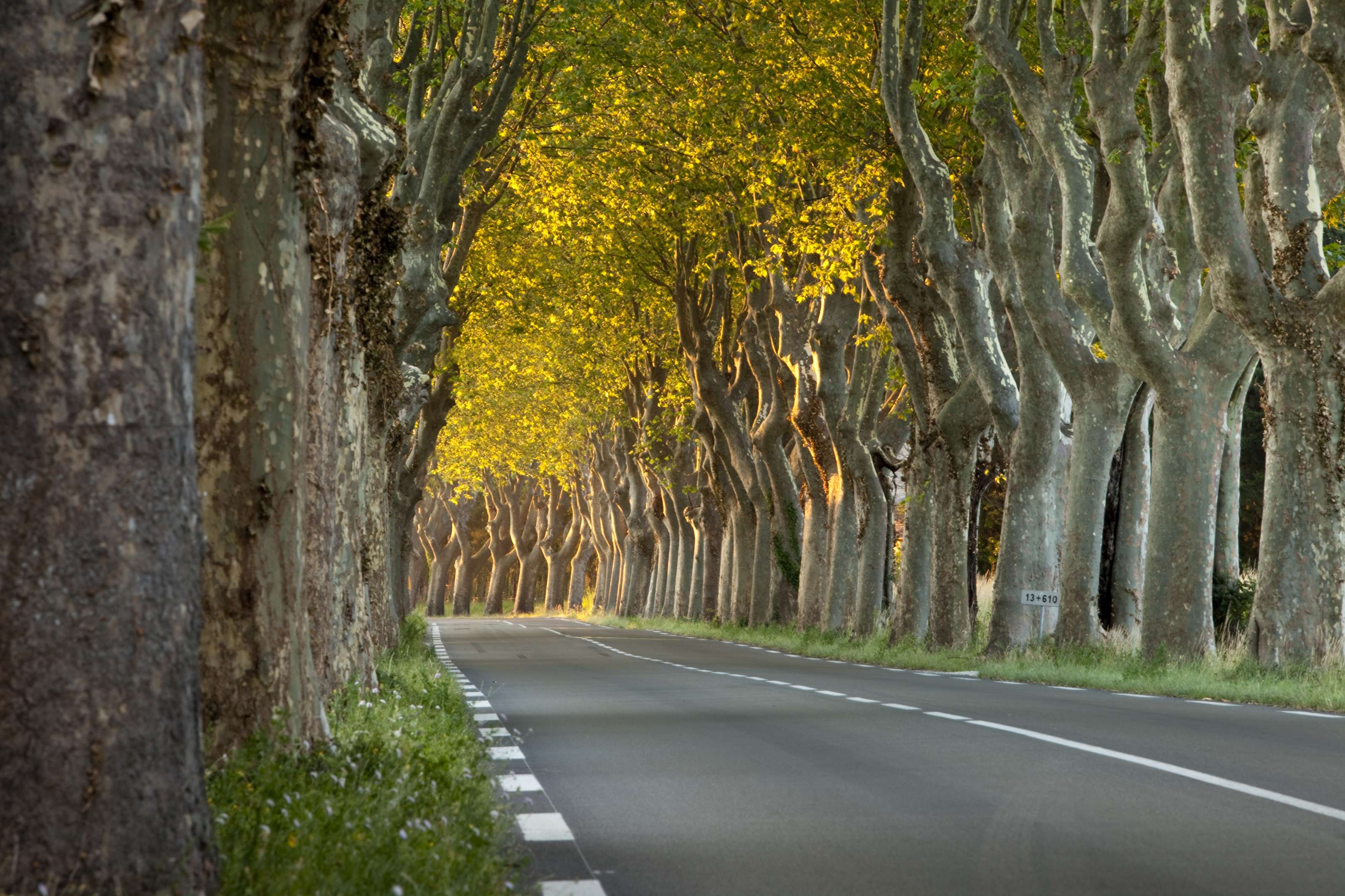 Saint Remy Trees Wall Mural - Murals Your Way