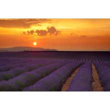 Lavender Sunset Wall Mural