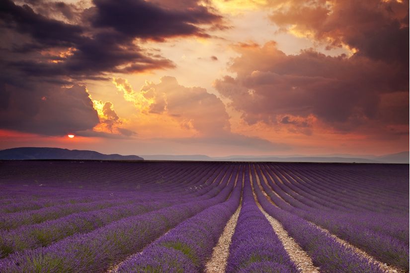 Lavender Sunset 2 Mural Wallpaper - Murals Your Way