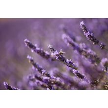 Honey Bee in Lavender Wall Mural