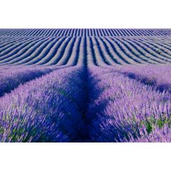 Endless Rows Wall Mural
