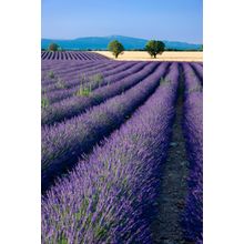 Lavender Fields Wall Mural