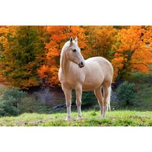 White Horse In Autumn Wall Mural