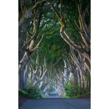 Dark Hedges at Pre-Dawn Wall Mural