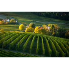 Piemonte Vineyard Mural Wallpaper