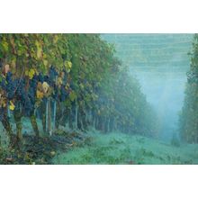 Misty Morning in the Vineyard Wall Mural