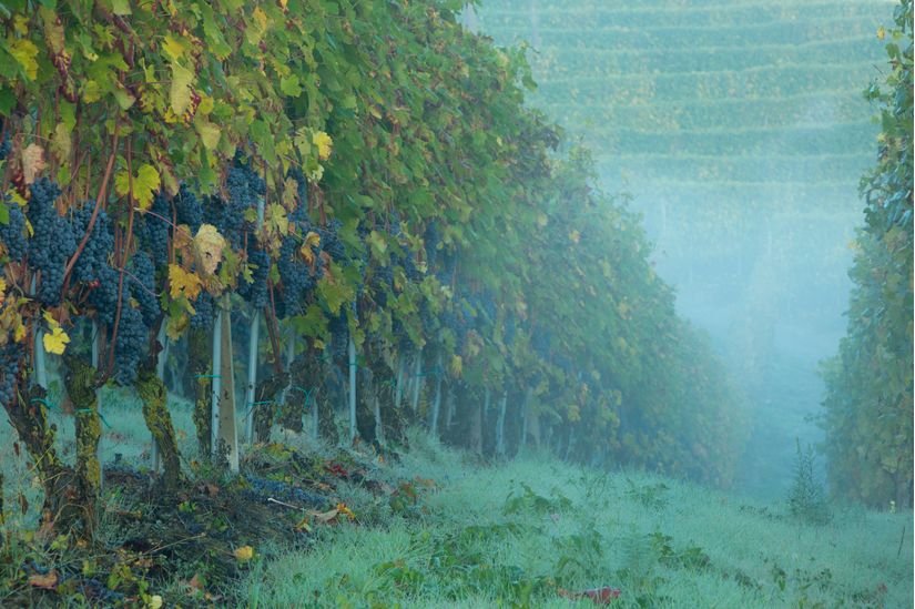 Misty-Morning-in-the-Vineyard-Wallpaper-Mural