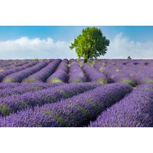 Lone Tree In Field Of Lavender Wall Mural