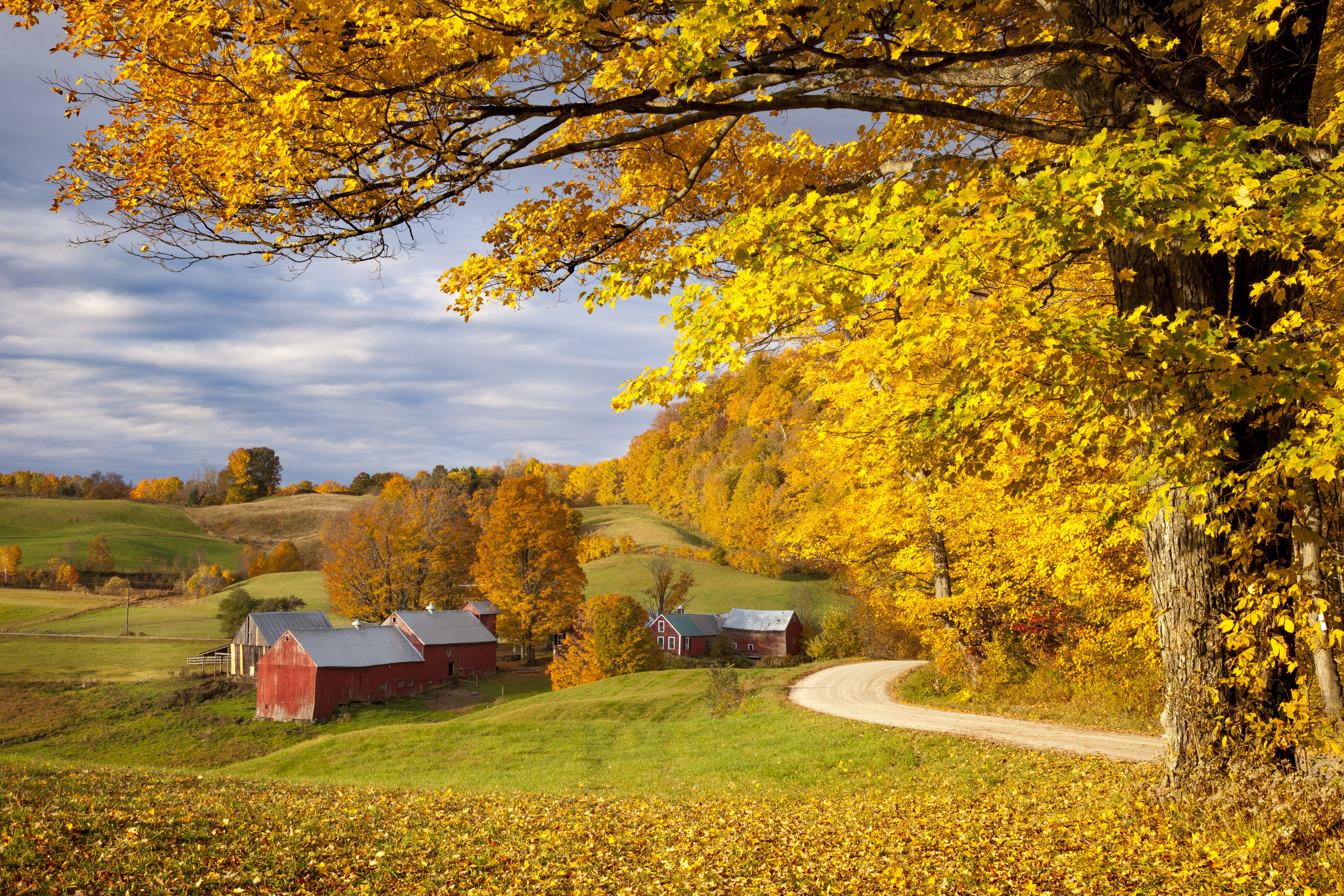 Ground Cover Farn, Nature, Beautiful Wallpaper, Hd Wallpaper, Stock Image -  Image of tree, autumn: 181773947