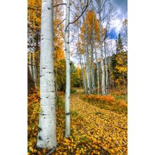 Autumn Stroll Wall Mural