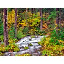 Roaring River In Fall Wall Mural