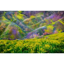 Yellow Daisies On A Hillside Wall Mural