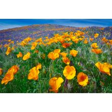 Antelope Valley Poppy Preserve Wall Mural