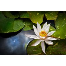 White Water Lily Wall Mural