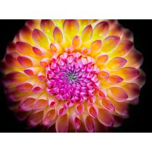 Close Up Dahlia Wall Mural