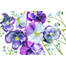 Whopping Purple Whiskers Wall Mural