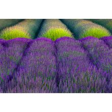 Rows Of Lavender Wall Mural