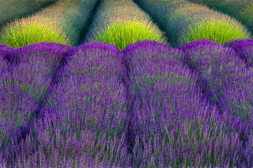 Rows-Of-Lavender-Wall-Mural