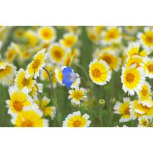 Tidy Tip And One Baby Blue Eyes Wall Mural