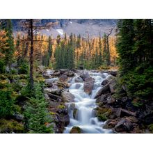 Stream Flows Past Fall Colored Larch Trees Wall Mural