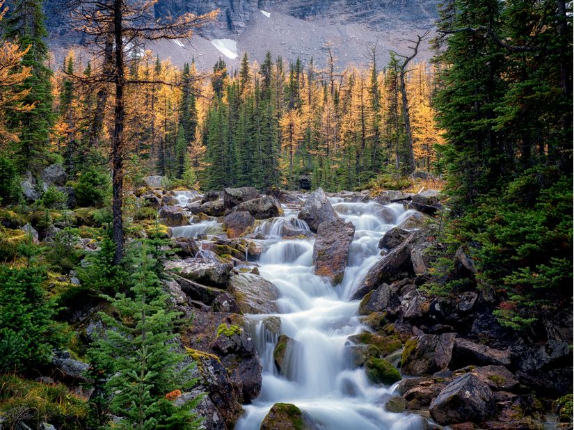 Stream-Flows-Past-Fall-Colored-Larch-Trees-Wall-Mural