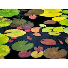 Pattern Of Water Lily Leaves Wall Mural