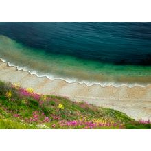 Wildflowers And Waves Wall Mural