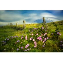 Fenceline And Morning Glory Flowers Wall Mural