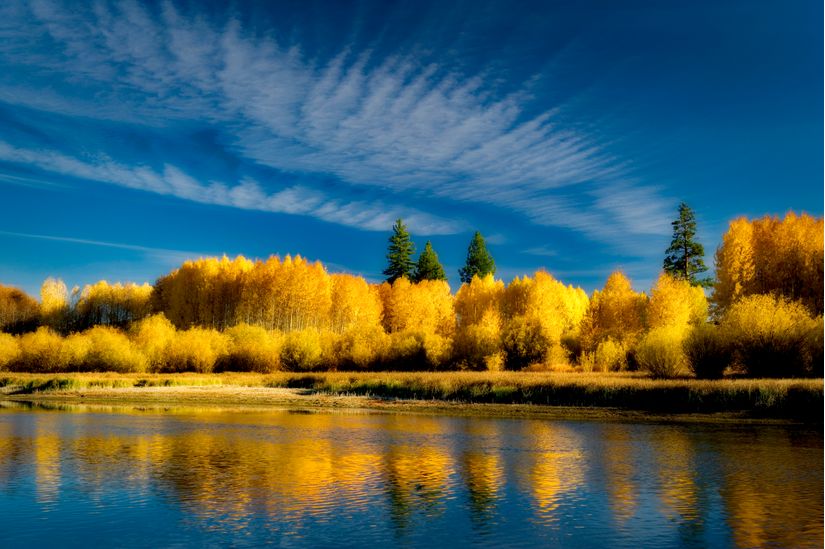 Fall Colored Aspen Trees And Deschutes River Wall Mural Murals Your Way