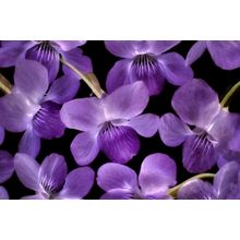Close Up Of Violet Wildflowers Wall Mural