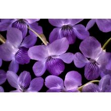 Close Up Of Violet Wildflowers Wall Mural