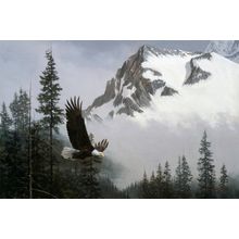 Where Eagles Soar Wall Mural