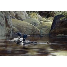 Loons on the Lake Wall Mural