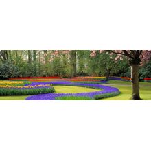 Keukenhof Gardens III Wall Mural