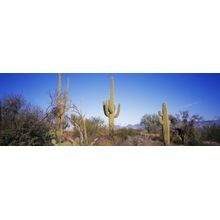 Saguaros - Arizona Wall Mural