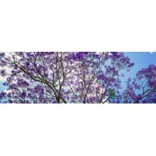 Jacaranda Tree in Bloom Wall Mural