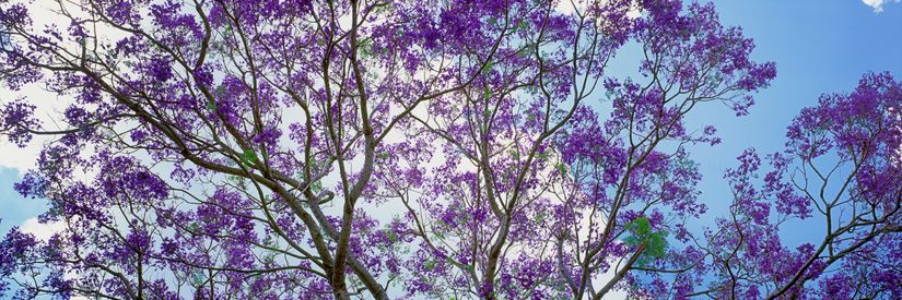 Jacaranda-Tree-in-Bloom-Mural-Wallpaper